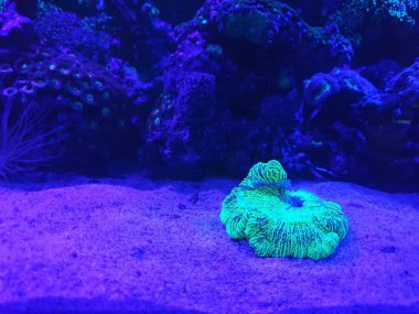 deniz, renk, doğa, koleksiyon, okyanus, doku, mavi, balık