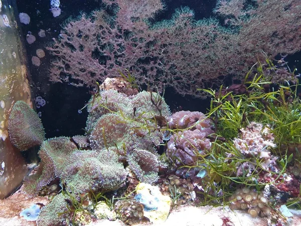 Enter World Fish Corals — Stockfoto