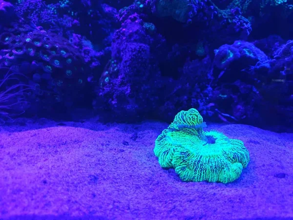 Entrar Mundo Los Peces Corales — Foto de Stock