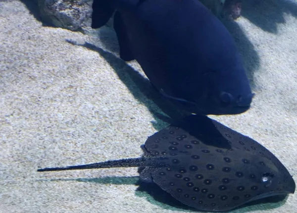 Entrer Dans Monde Des Poissons Des Coraux — Photo