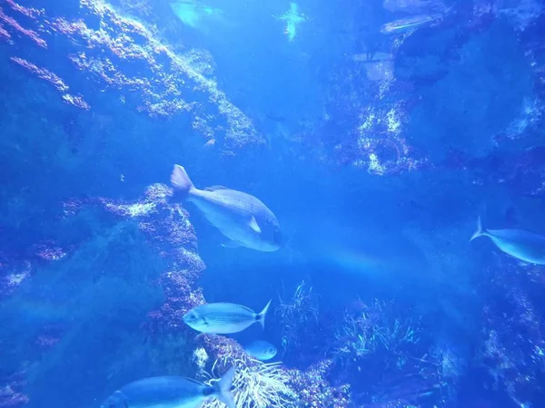 Entrare Nel Mondo Dei Pesci Dei Coralli — Foto Stock