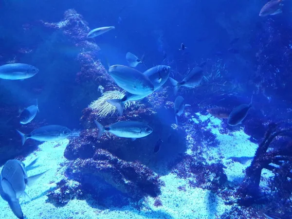Deniz Renk Doğa Koleksiyon Okyanus Doku Mavi Balık — Stok fotoğraf