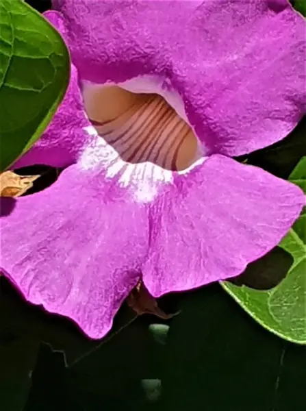 Unique Lot Flowers Island Reunion — Stock Photo, Image