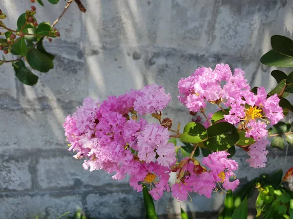 Unique Lot Flowers Island Reunion — Stock Photo, Image