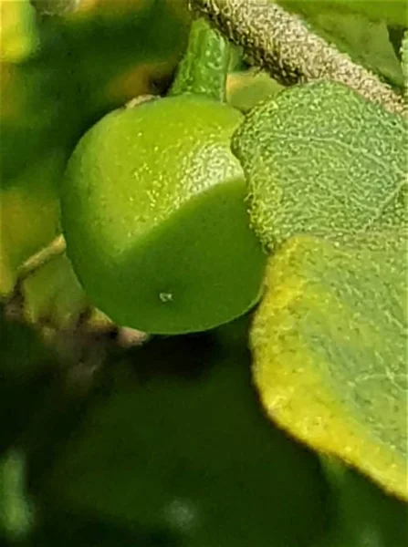 Único Lote Flores Isla Reunión — Foto de Stock