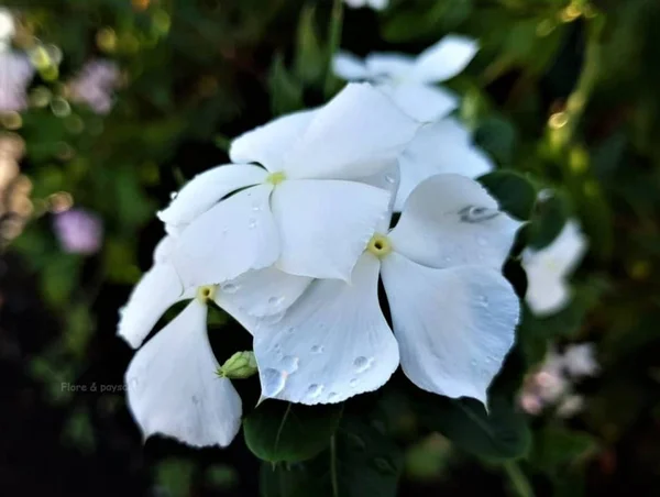 留尼旺岛独特的花朵 — 图库照片