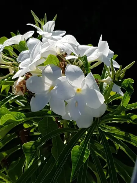 Unique Lot Flowers Island Reunion — Stock Photo, Image