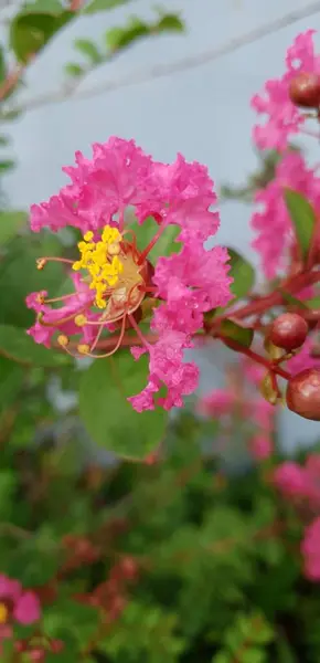 Lot Unique Fleurs Île Réunion — Photo