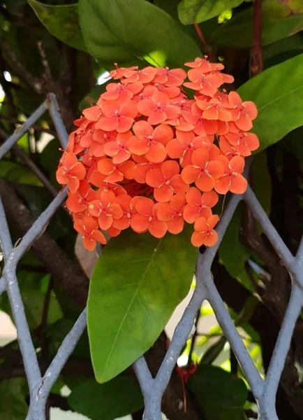 会議の島のユニークな花の多くは — ストック写真