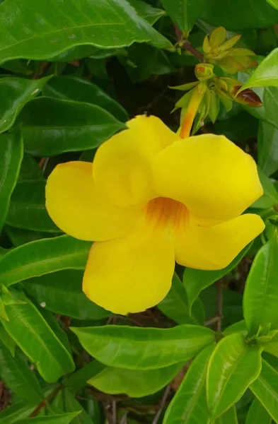 Beaucoup Fleurs Isolées Île Rencontre — Photo