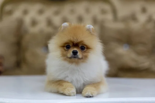 Pomerian Hond Polo Zie Oog Situatie Van Ligt — Stockfoto