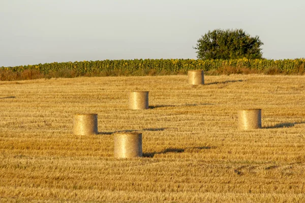 Golden Color Hay Bales Field — Stock Photo, Image