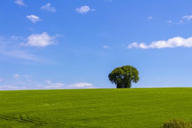 yeşil bir alan ve bulutlu gökyüzü altında tek bir ağaç