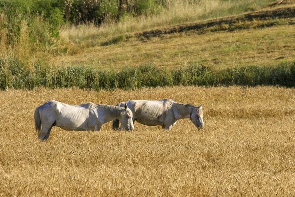 Zwei Pferde Auf Der Weide Und Auf Gelben Äckern — Stockfoto