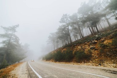Sisli havalarda çam ormanı ve Sedir ağaçlarının yolu