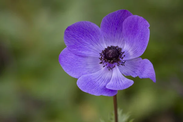 Lila renk bir anemon