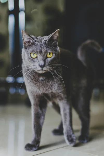 Сірий Кіт Жовтими Очима — стокове фото