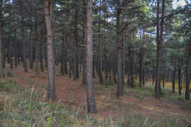 Türkiye'de orman ve sonbahar