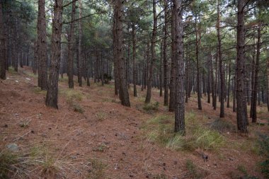 Türkiye'de orman ve sonbahar