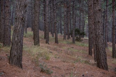 Türkiye'de orman ve sonbahar