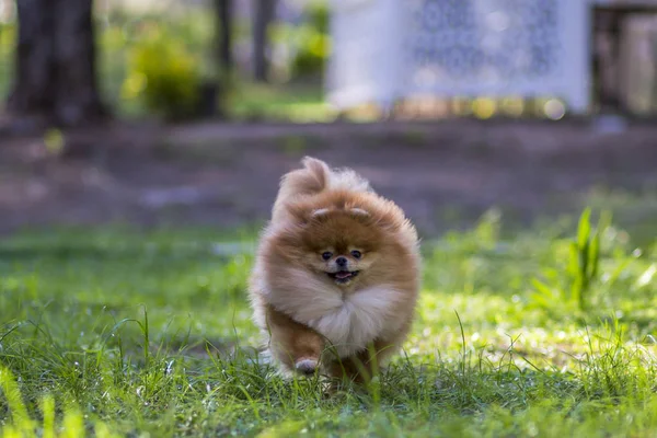 Cão pomerano correndo na grama — Fotografia de Stock