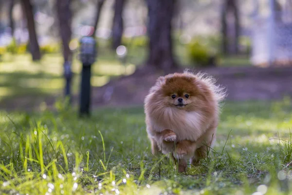 çimenler üzerinde çalışan pomeranian köpek