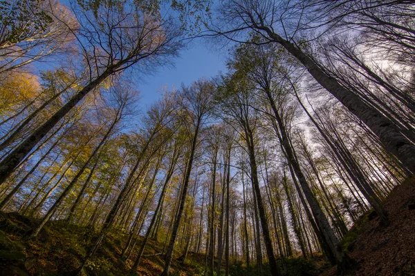 Forest and  autumn Stock Photo