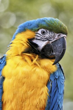 Meksika 'da sarı mavi papağan