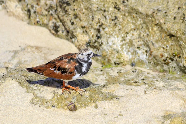 Charadriidae — Zdjęcie stockowe