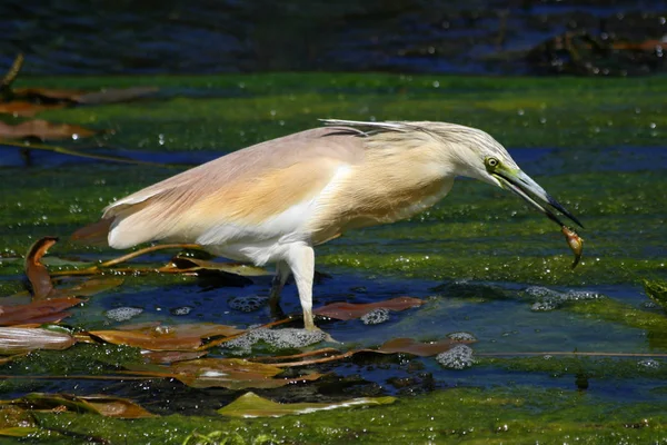 Kaloja metsästävä Heron — kuvapankkivalokuva