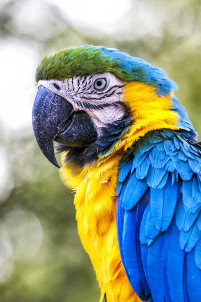 yellow blue parrot in mexican