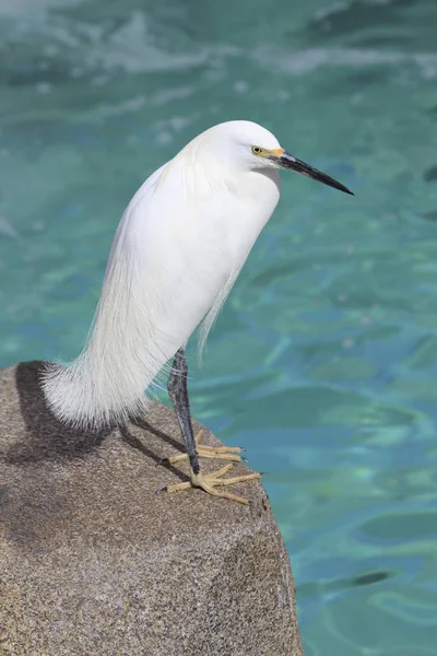 White heron — Stock Photo, Image