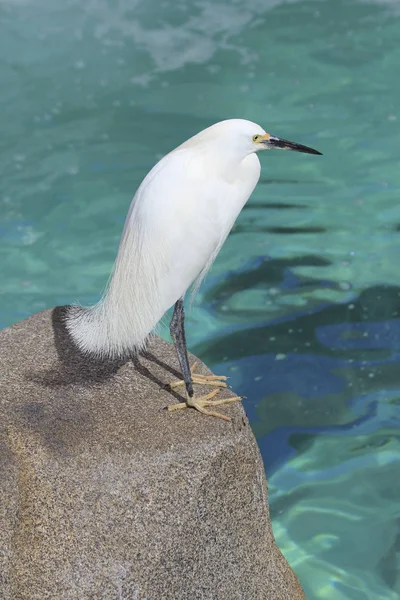 White heron — Stock Photo, Image