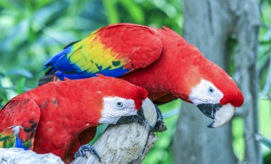 meksika kırmızı mavi papağan