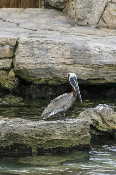 A brown pelican pictured in Mexico — Stock Photo, Image