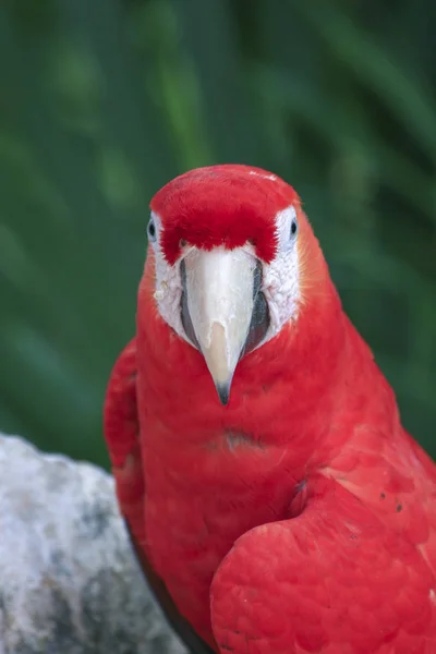 Κόκκινο μπλε παπαγάλος στο μεξικάνικο — Φωτογραφία Αρχείου