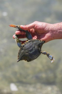 tek bacaklı mavi yengeç