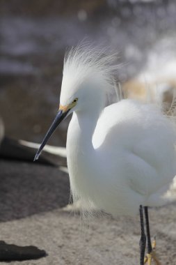 Parkta beyaz kıllı balıkçıl 