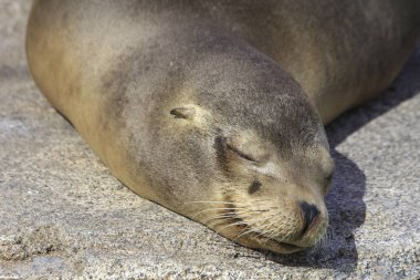 göstermek Park'ta ağlayan fok balığı