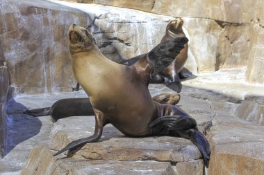 göstermek Park'ta ağlayan fok balığı