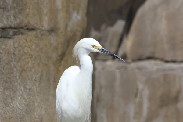 White hairy  heron in park — Stock Photo, Image