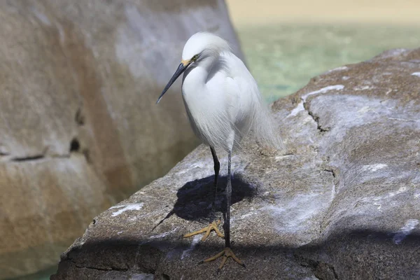 White hairy  heron in park — Stock Photo, Image