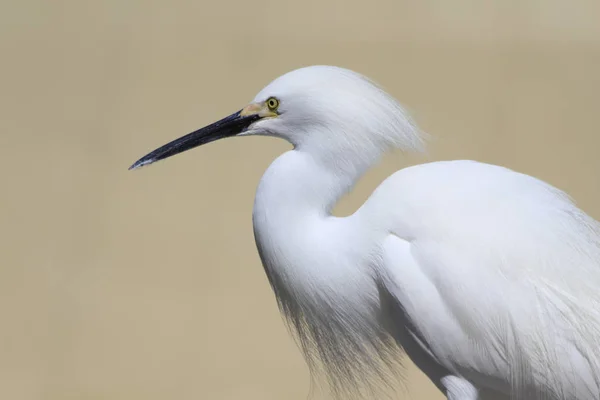 White hairy  heron in park — Stock Photo, Image