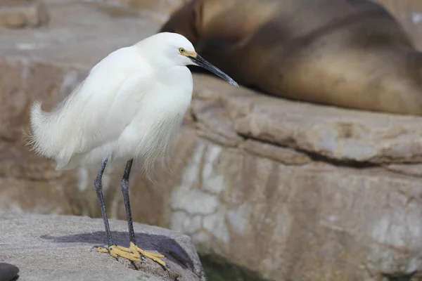 White hairy  heron in park — Stock Photo, Image