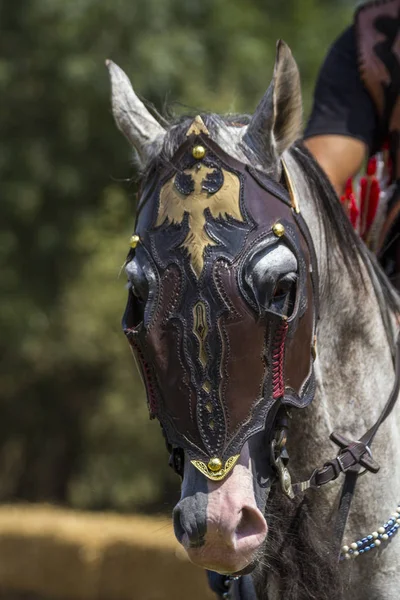 Beyaz at ve beyaz yelek.