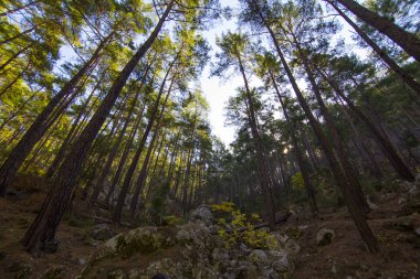 Gökyüzüne uzanan uzun ağaçlar