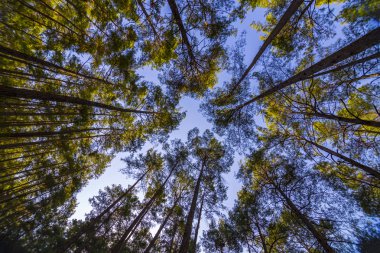 Gökyüzüne uzanan uzun ağaçlar