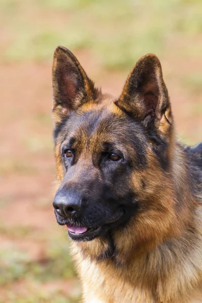 Ritratto lupo-cane — Foto Stock