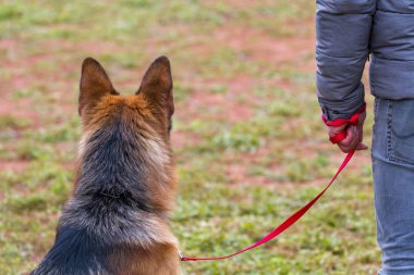 Sahibinin yanında tasmalı köpek..