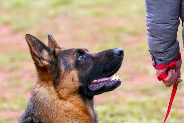 The dog with the collar next to the owner. — Stock Photo, Image